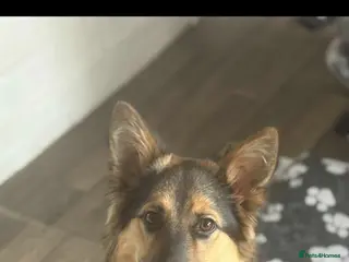 Mixed Breed dogs 1 yr old male German shepherd cross border collie - Advert 1