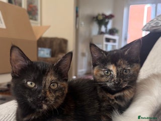 Mixed Breed cats - Advert 33