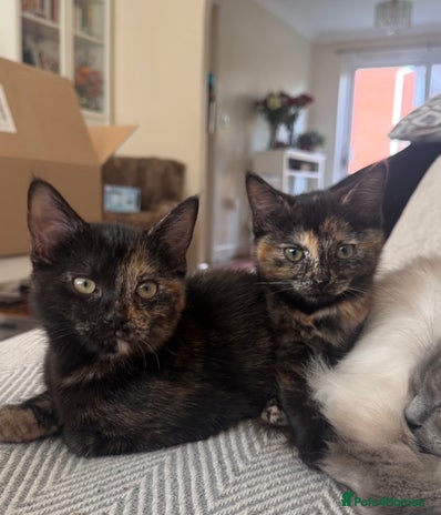 Mixed Breed cats - Advert 3