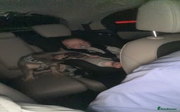 French Bulldog dogs for sale: Luna 1 year old Frenchie  - Image 4