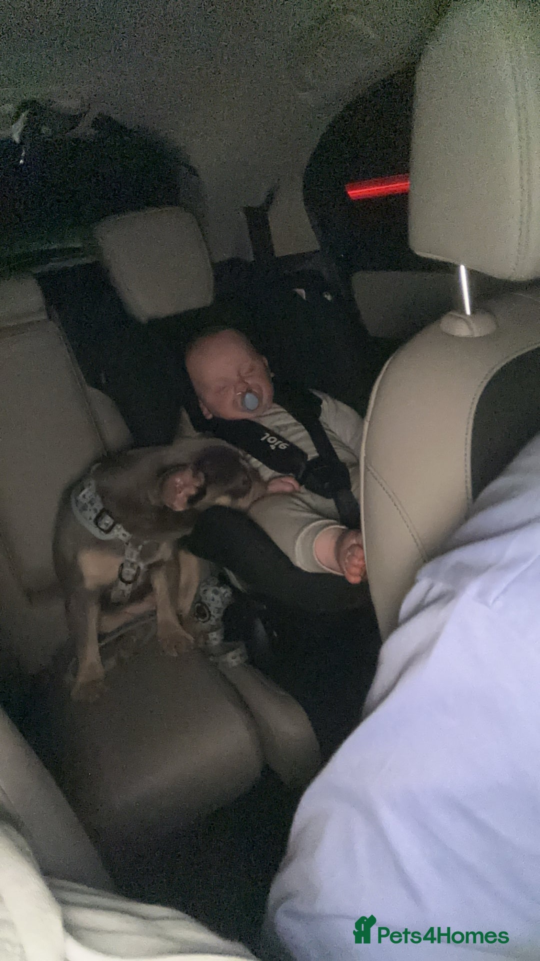 French Bulldog dogs for sale: Luna 1 year old Frenchie  - Image 4