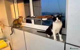 Arabian Mau cats for adoption: Kevin & Minnie  - Image 6