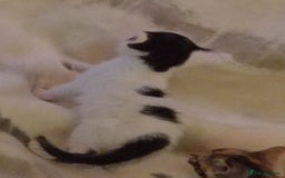 Mixed Breed cats for sale: Stunning British short hair x - Advert 5