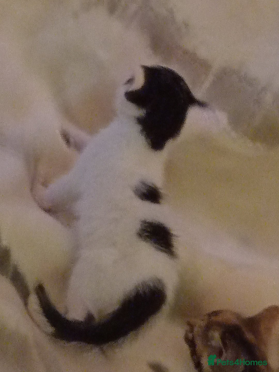 Mixed Breed cats for sale: Stunning British short hair x - Advert 5