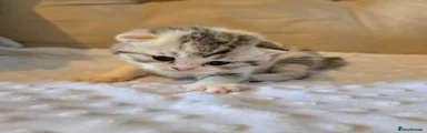 High white tabby tort girl