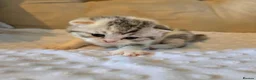 British Shorthair cats for sale: Beautiful pedigree british shorthair kittens - Advert 9