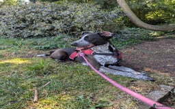 Mixed Breed dogs for adoption: TROOPER in Ashbourne - Image 13