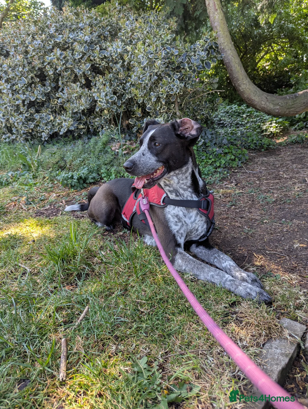 Mixed Breed dogs for adoption: TROOPER in Ashbourne - Advert 13