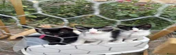 Mixed Breed cats for sale: Five Loving Kittens Ready for Forever Homes - Advert 15