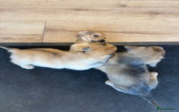 Miniature Dachshund dogs for sale: Beautiful Cream long haired Dachshunds  - Image 22