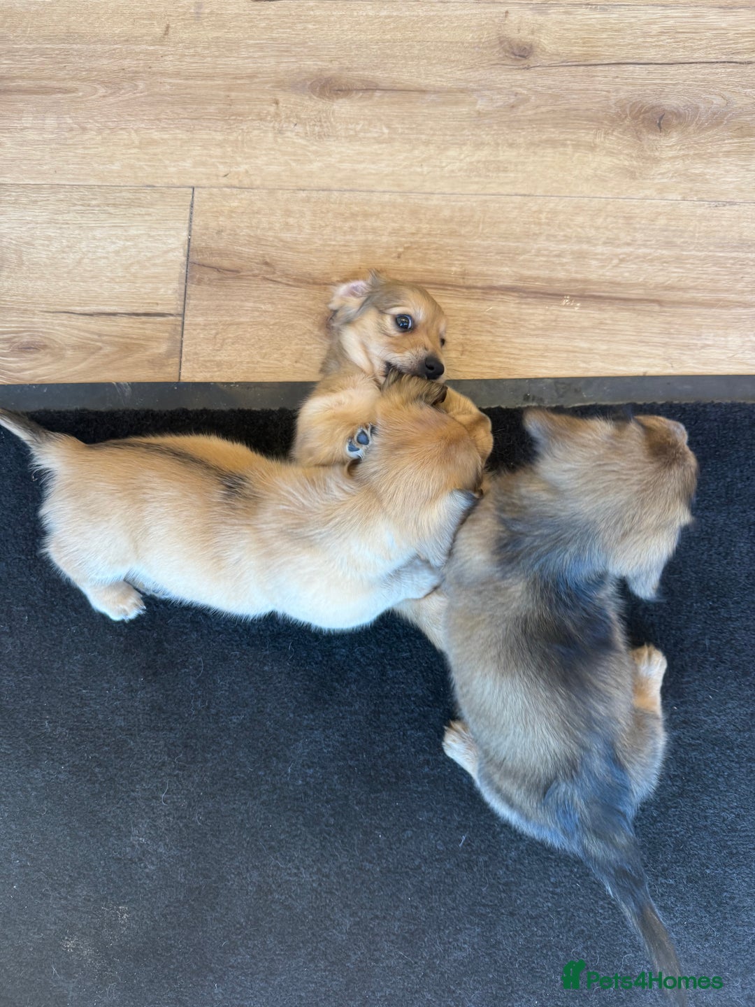 Miniature Dachshund dogs for sale: Beautiful Cream long haired Dachshunds  - Image 22