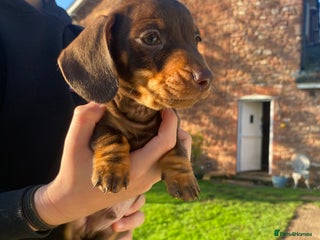Dachshund dogs Miniature Dachshund Puppies ⭐️one male left ⭐️ - Advert 15