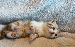 British Shorthair cats for sale: Beautiful unusual British shorthair kittens - Image 35