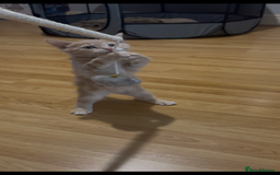 British Shorthair cats for sale: Kitten for sale 8 weeks - Image 6