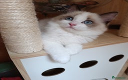 Ragdoll cats for sale: GCCF active registered female, championship bl  in Leyland - Image 1