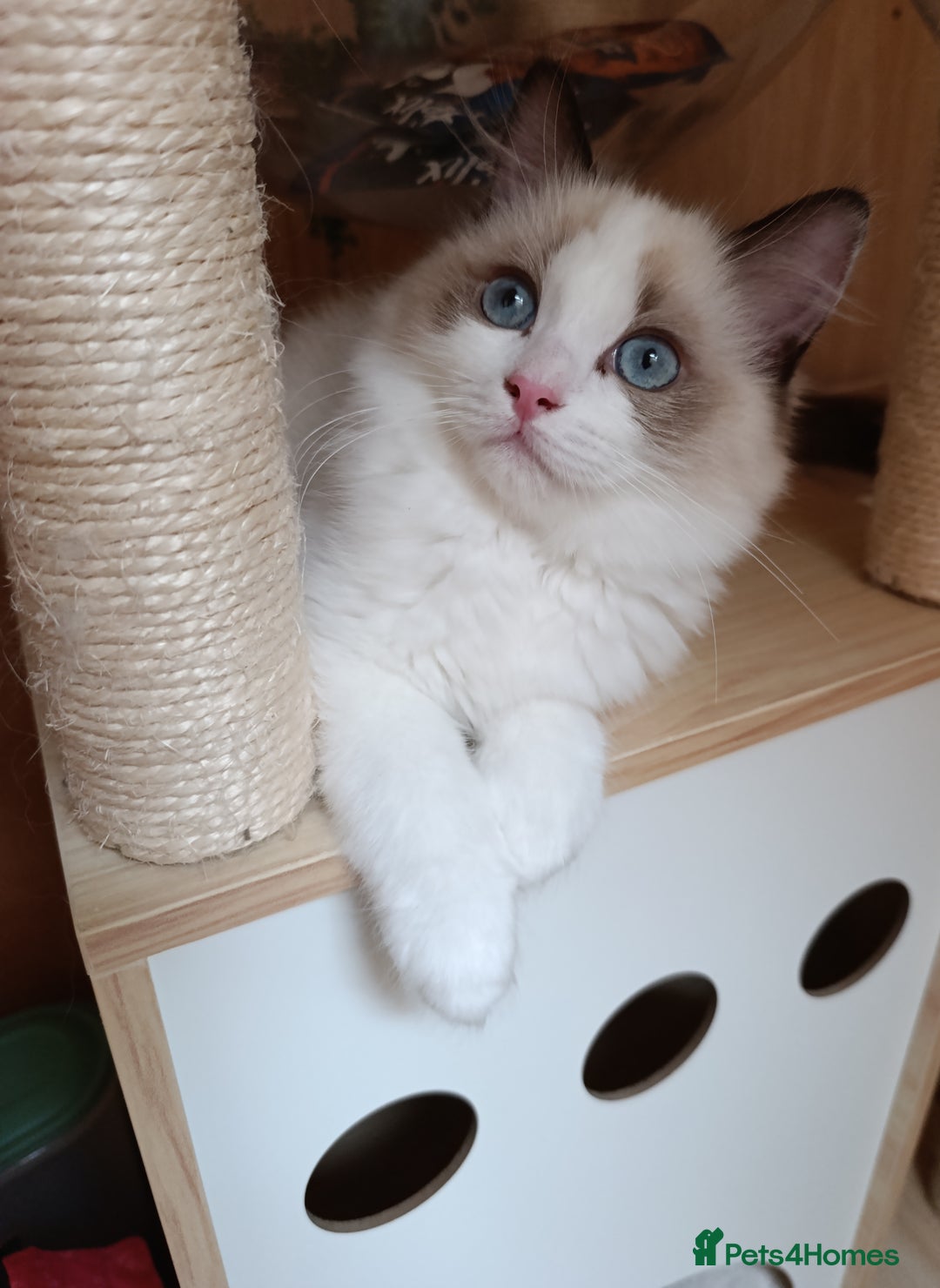 Ragdoll cats for sale: GCCF active registered female, championship bl  in Leyland - Image 1