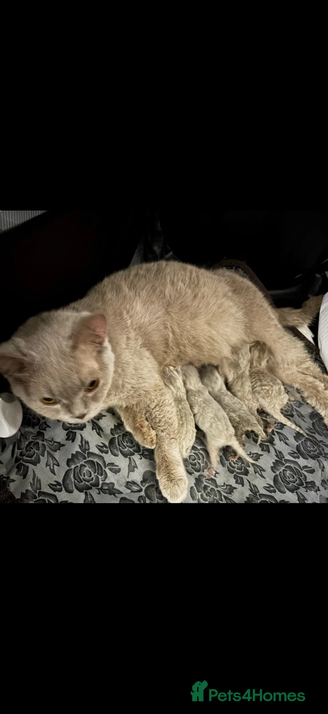 British Shorthair cats for sale: Princess Poppy  in Birkenhead - Advert 8