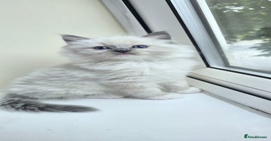 Ragdoll cats - Advert 5