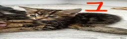 Mixed Breed cats for sale: 5 Female blonde Tabby’s and 1 black female - Advert 9