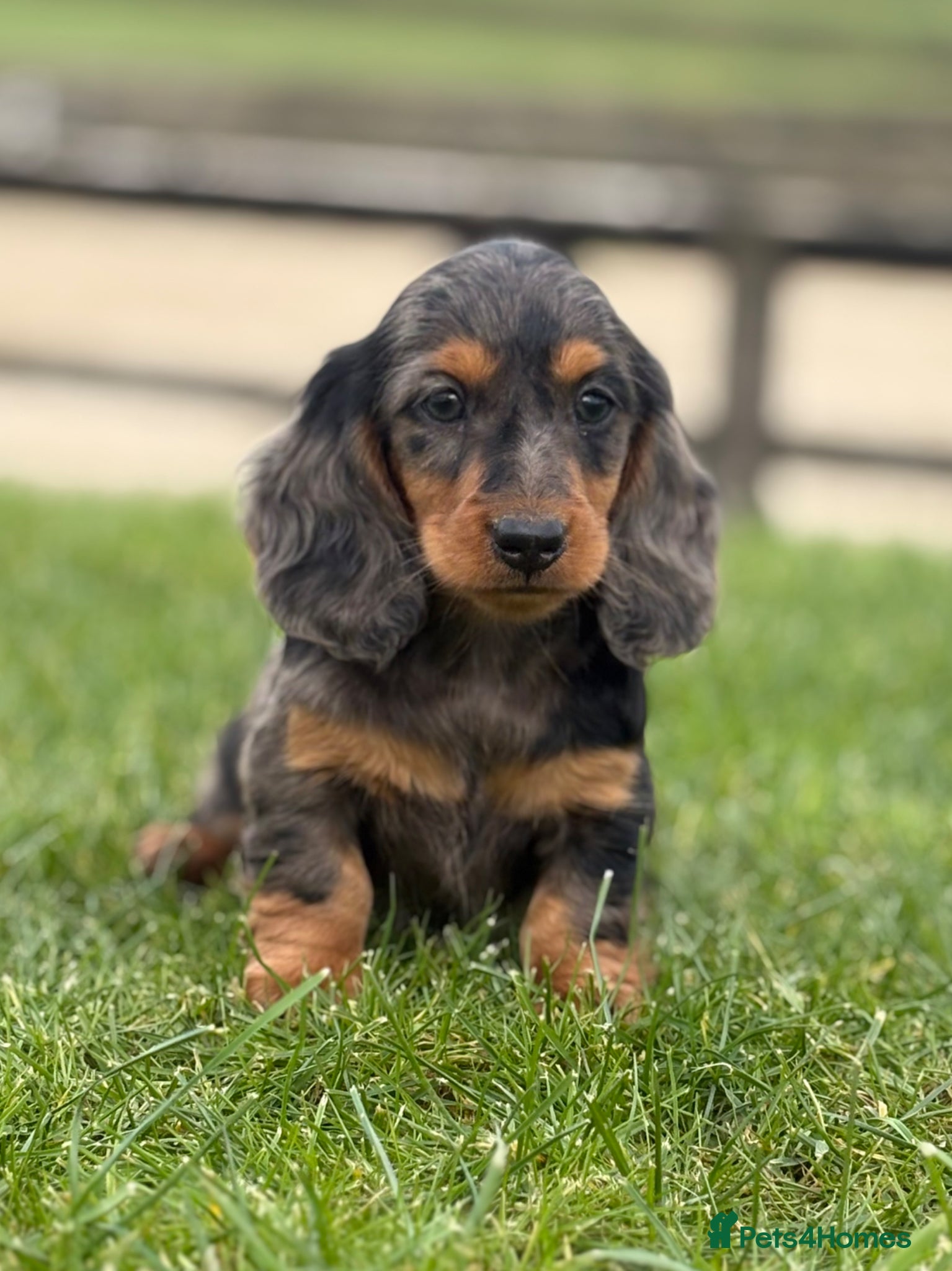 Dachshund dogs Beautiful miniature long hair Dachshunds  - Advert 4