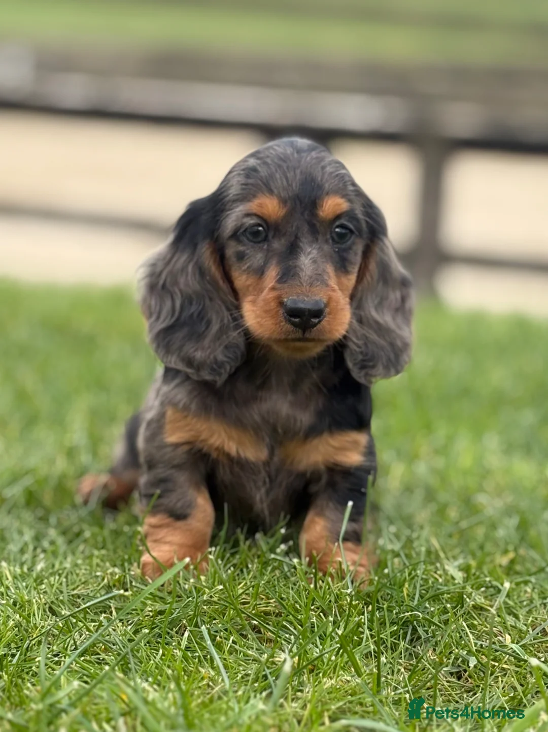 Dachshund dogs for sale: Beautiful miniature long hair Dachshunds  - Advert 8