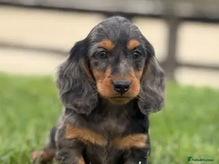 Dachshund dogs Beautiful miniature long hair Dachshunds - Advert 3