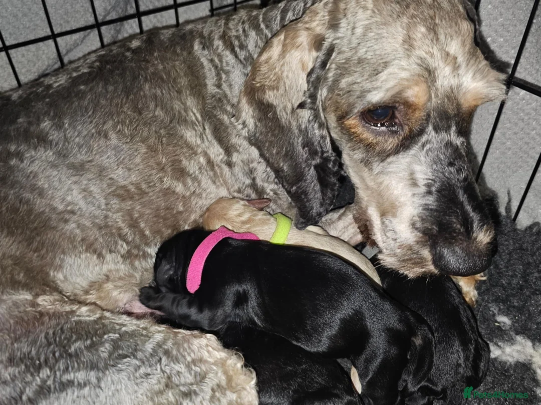 Cockapoo dogs for sale: Exceptional Cockapoos  in Lincoln - Advert 1