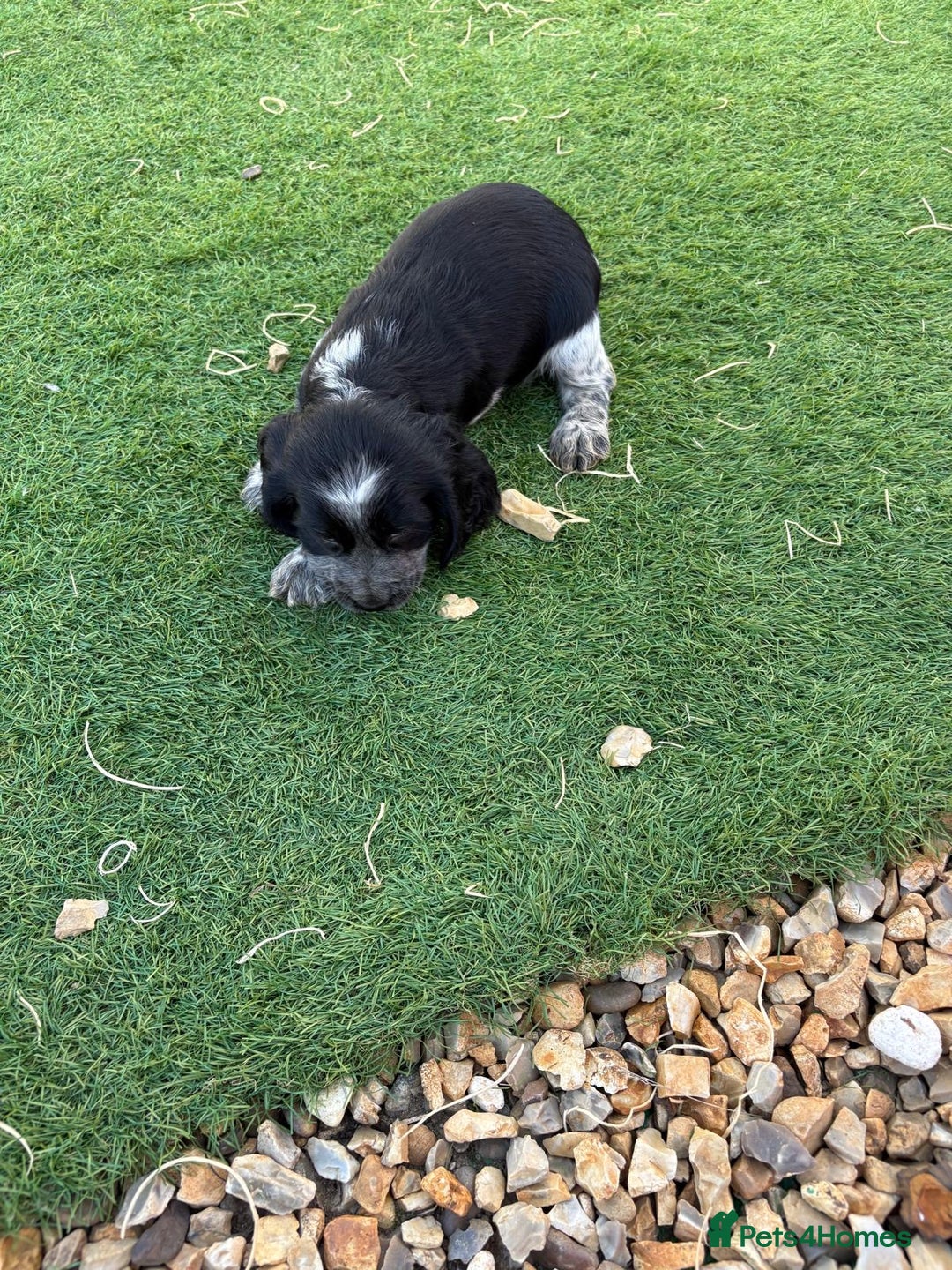 Cocker Spaniel dogs for sale: Showtype cocker spaniel - Image 8
