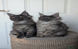 Maine Coon cats for sale: Maine coon kittens, Tica registered  - Image 15