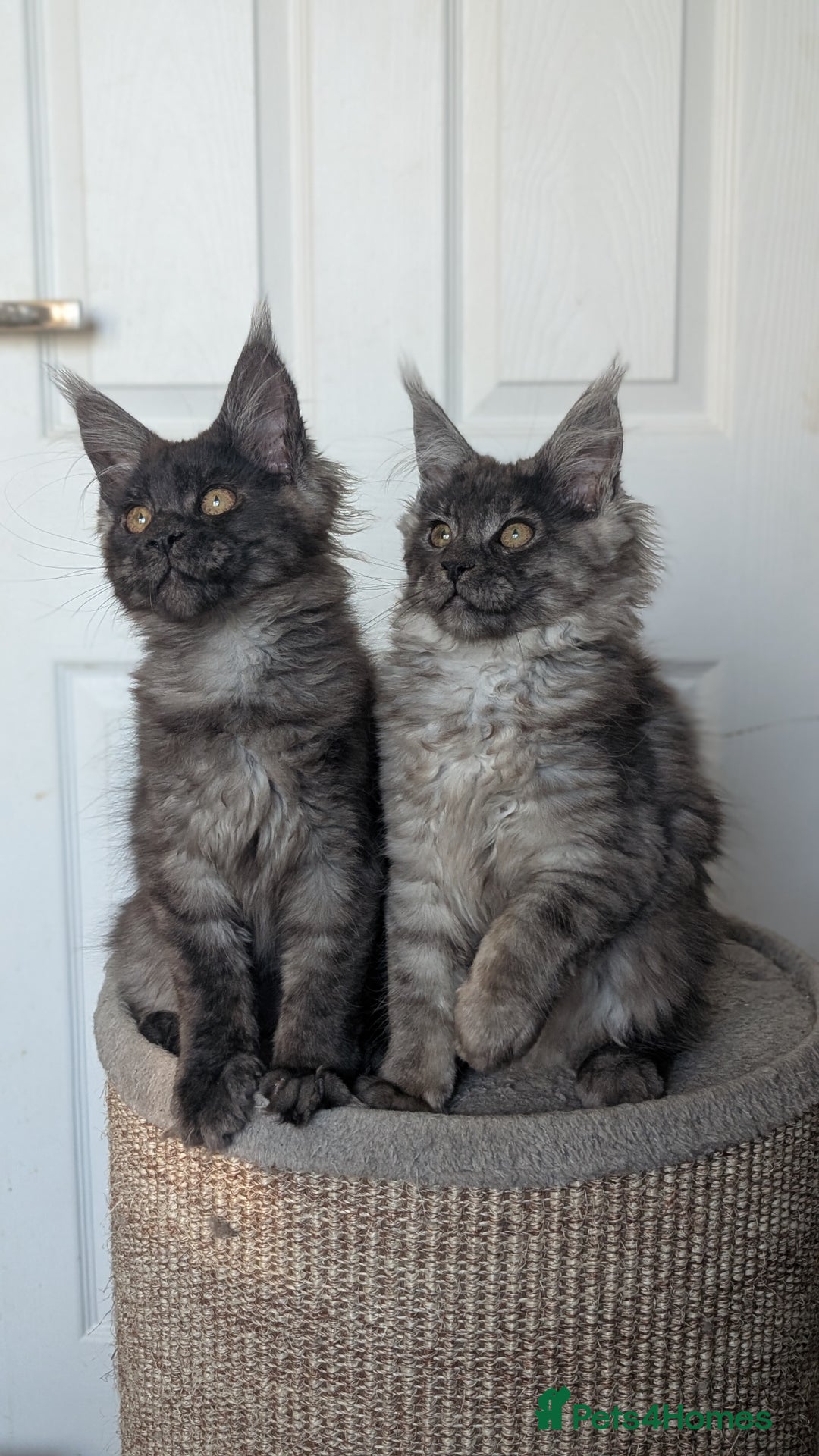 Maine Coon cats for sale: Maine coon kittens, Tica registered  - Image 15