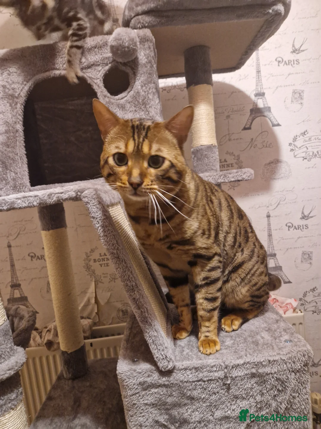 Bengal cats for sale: Bengal boy - Advert 1