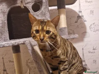 Bengal cats Bengal boy - Advert 1