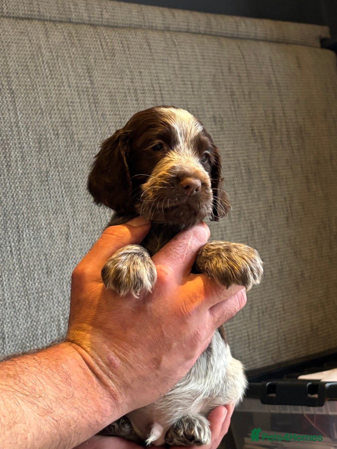 Cocker Spaniel dogs for sale: Stunning cocker spaniel puppies  - Advert 6