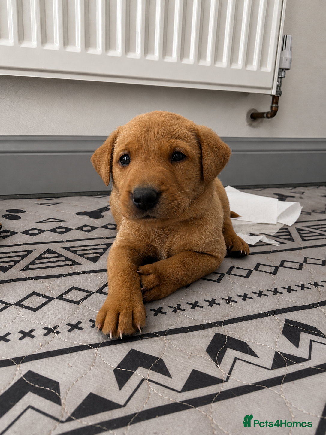 Labrador Retriever dogs Fox Red Labrador Puppies  - Advert 2