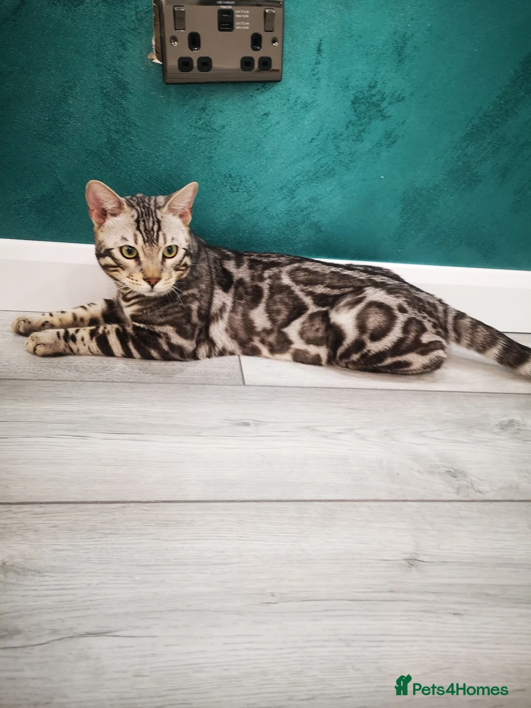 Bengal cats for stud: Bengal boy stud duties only - Advert 2