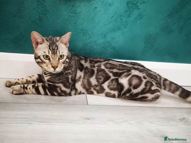 Bengal cats for stud: Bengal boy stud duties only - Advert 2