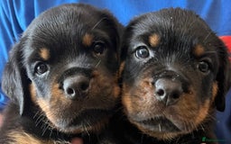 Rottweiler dogs for sale: Stunning kc registered Rottweiler pups.  - Image 24