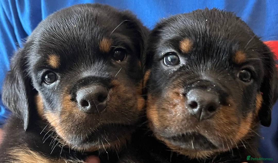 Rottweiler dogs for sale: Stunning kc registered Rottweiler pups.  - Image 24