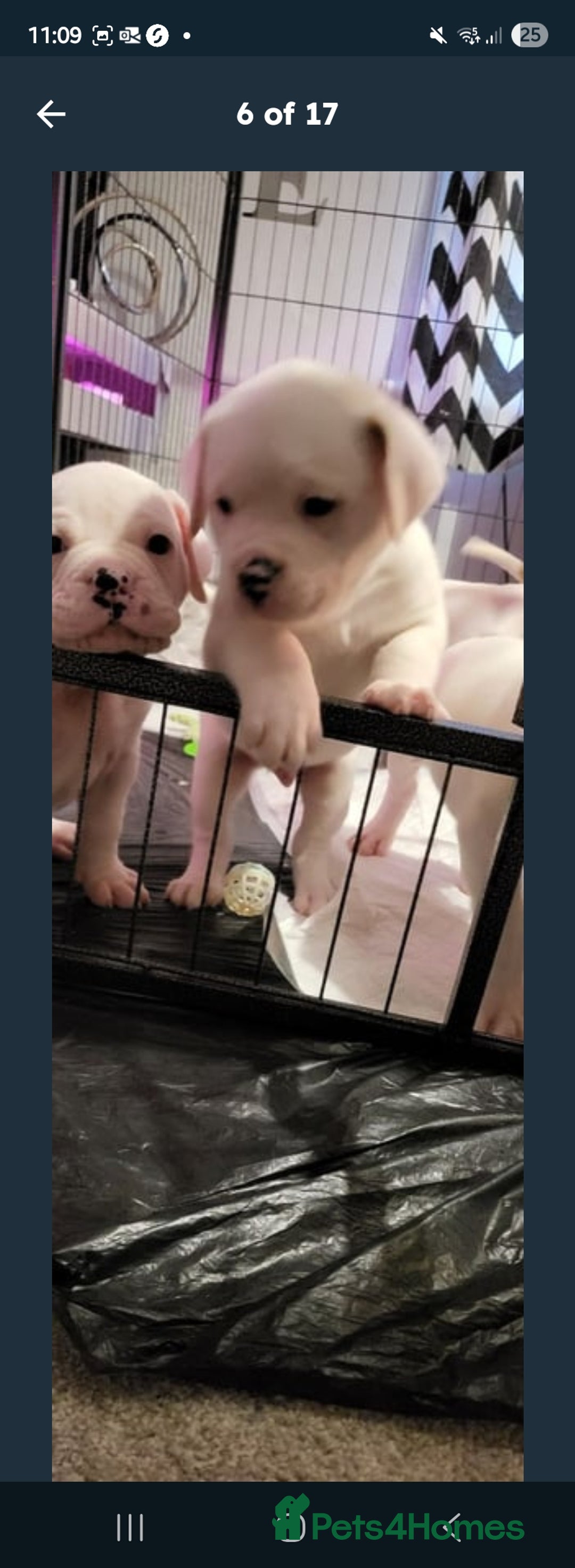 American Bulldog dogs for sale: American bulldog - Image 10