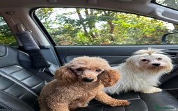 Maltipoo dogs for sale: Outstanding F1 Maltipoo Puppies - Image 29