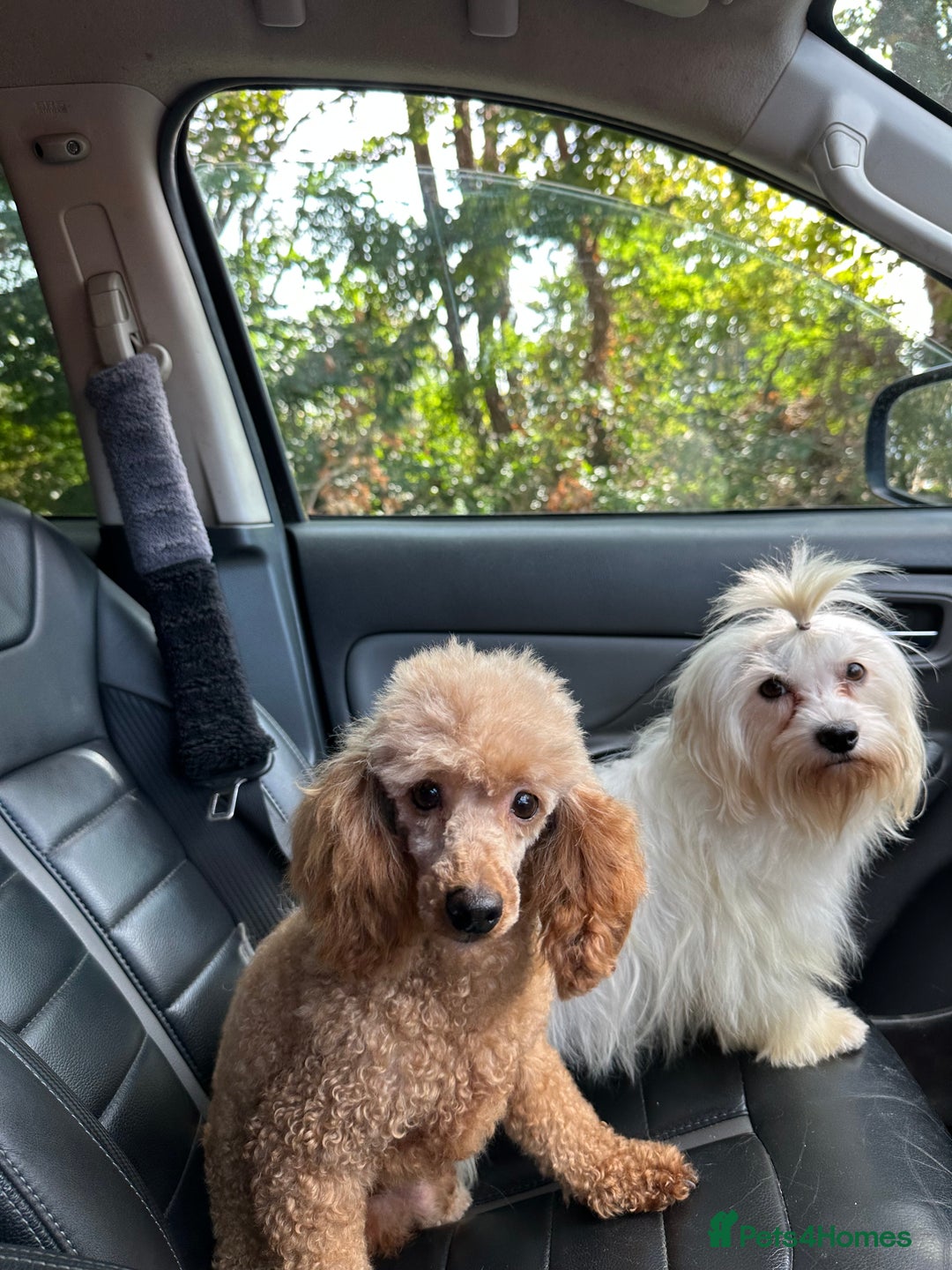 Maltipoo dogs for sale: Outstanding F1 Maltipoo Puppies - Image 29