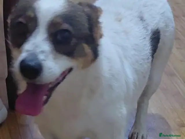Mixed Breed dogs for adoption: 🐾🤍🤎 JESSY – LITTLE DOG, LOTS OF LOVE 🤎🤍🐾 - Advert 1