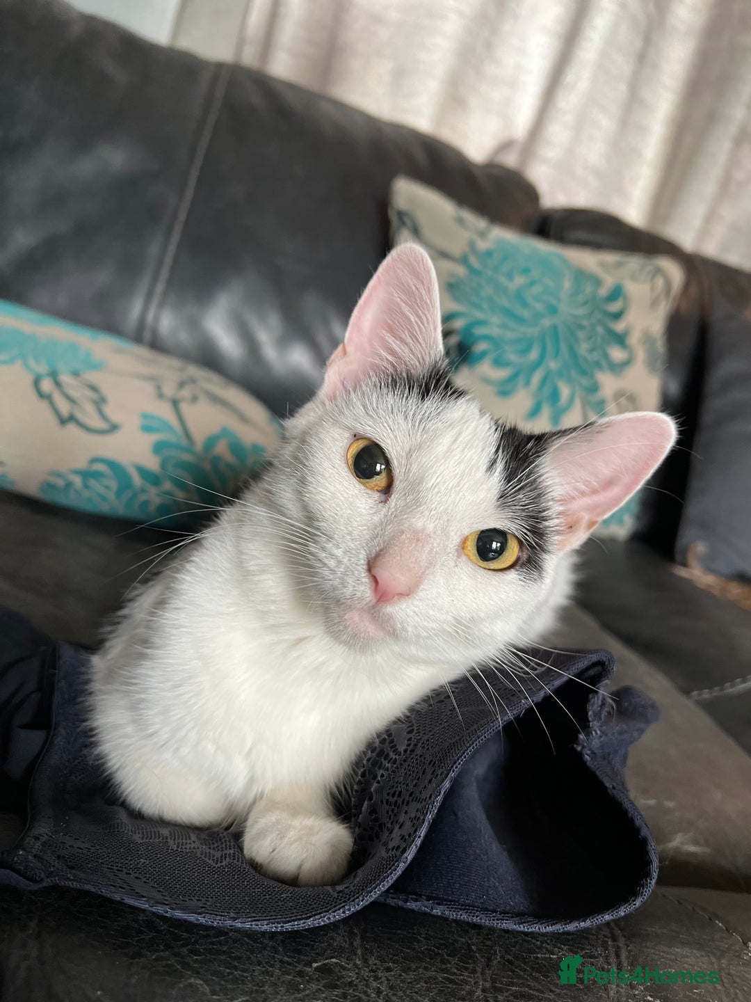British Shorthair cats for sale: One male and female British short haired  - Image 10