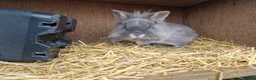 Mixed Breed rabbits for sale: Handsome cute young dwarf lionhead boy available - Advert 4