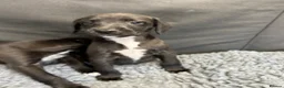 Mixed Breed dogs for sale: BEDDY  WHIPPET PUPS - Advert 25