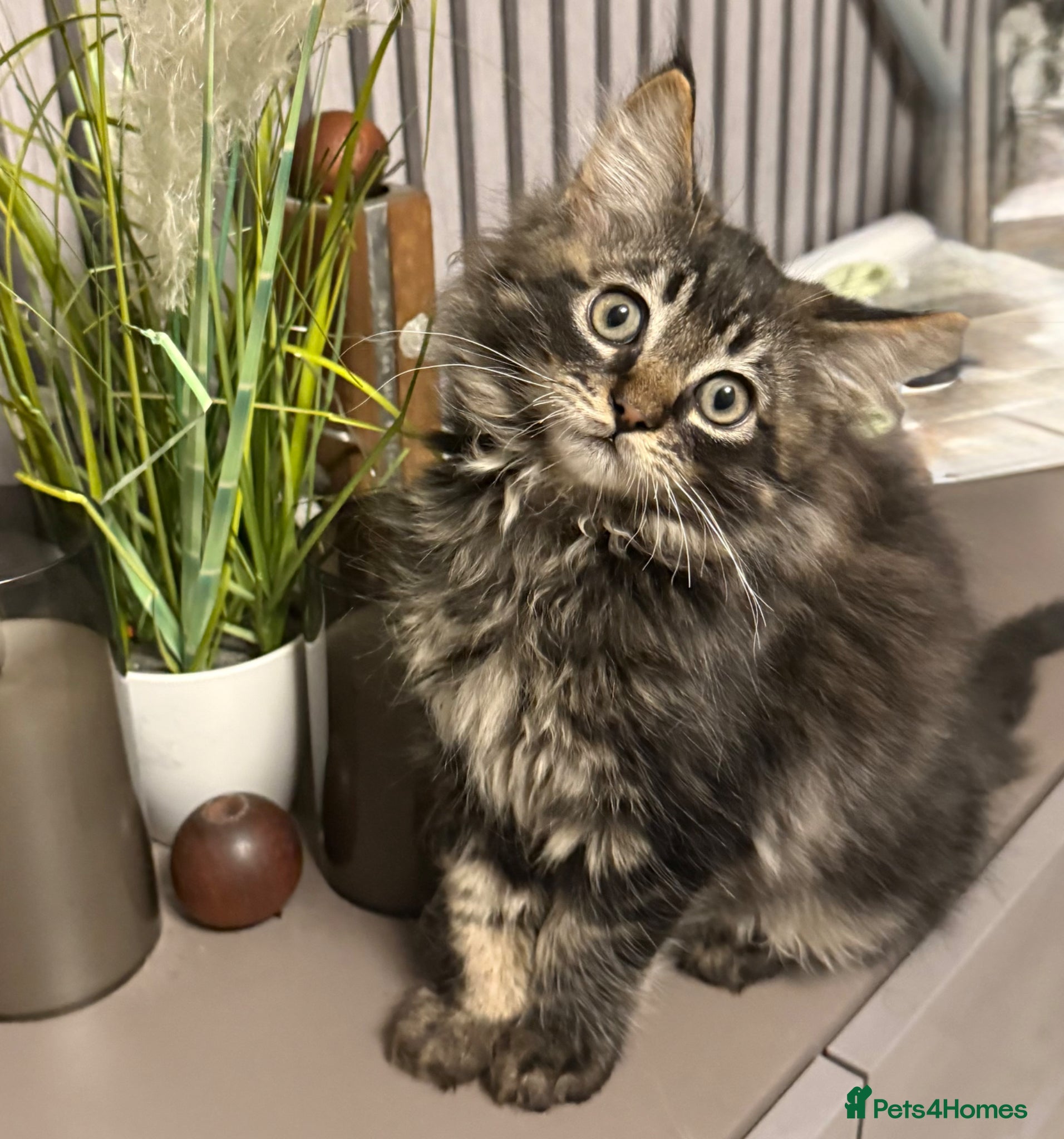 Maine Coon cats Maine coon kitten  - Advert 17