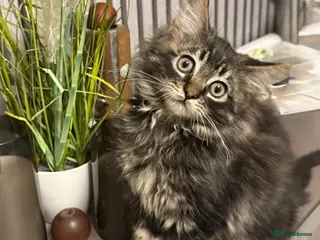 Maine Coon cats Maine coon kitten - Advert 17