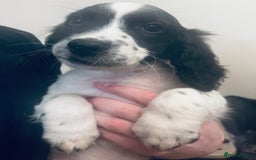 Sproodle dogs for sale: Stunning little sproodle / springer / poodle - Advert 7