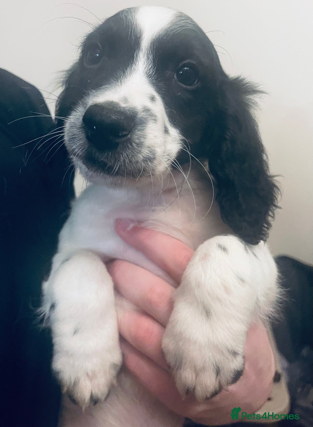 Sproodle dogs for sale: Stunning little sproodle / springer / poodle - Advert 7