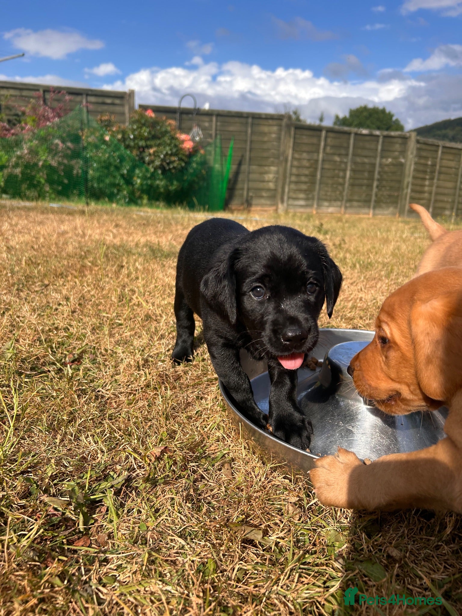 Labrador Retriever dogs Two pups left-KC Reg, black bitch and red dog - Advert 3